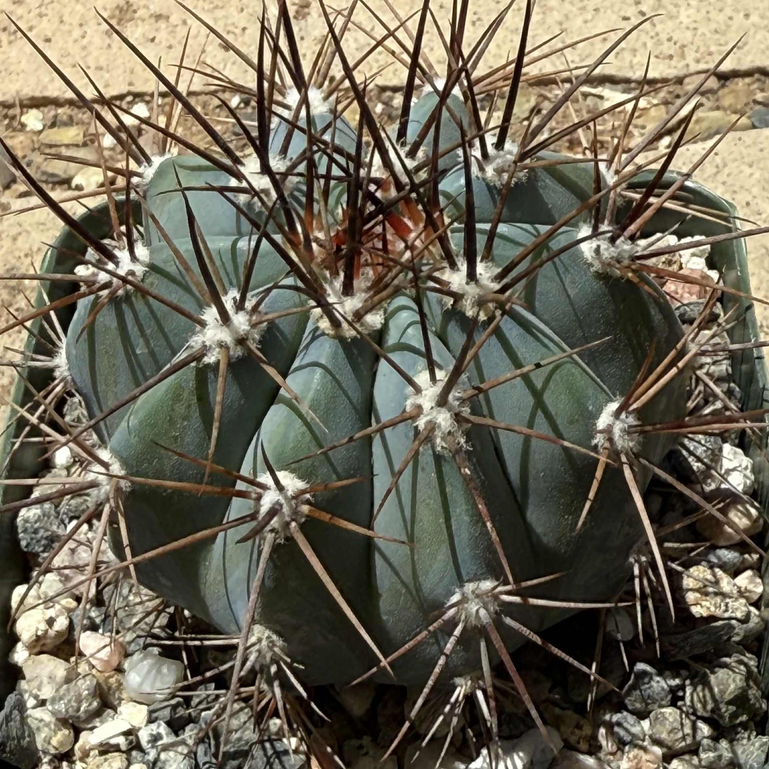 Melocactus azureus - 4 Inch Assorted - Cactus - DesertScapeSucculent