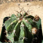 Melocactus curvispinus - 4 Inch Assorted - Cactus - DesertScapeSucculent