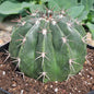 Melocactus curvispinus - 8 Inch Assorted - Cactus - DesertScapeSucculent