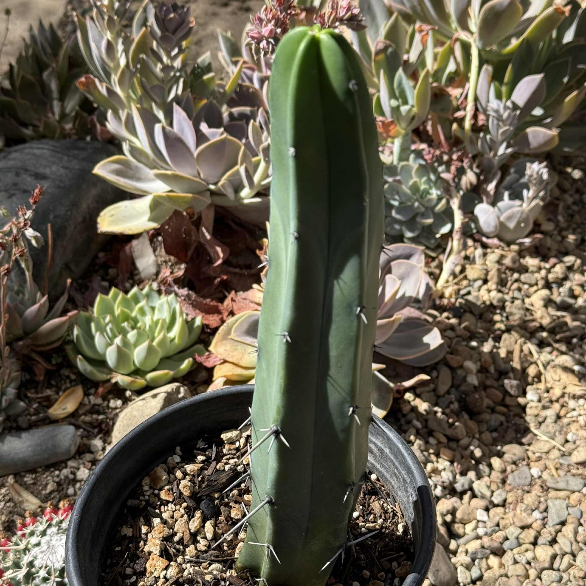 Myrtillocactus geometrizans 'Blue Candle' - 1 gal Assorted - Cactus - DesertScapeSucculent