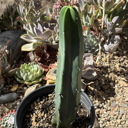 Myrtillocactus geometrizans 'Blue Candle' - 1 gal Assorted - Cactus - DesertScapeSucculent