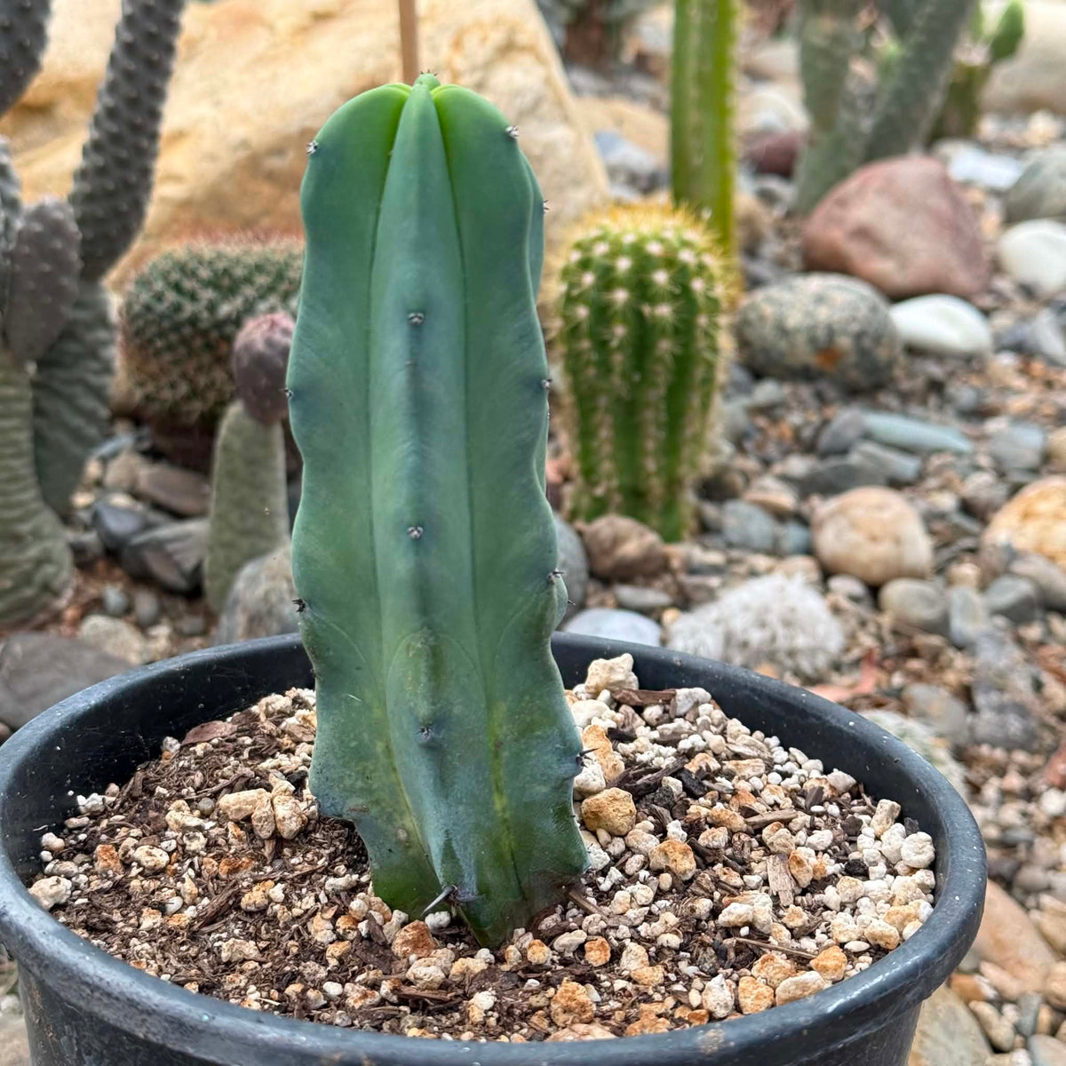 DesertScapeSucculent Cactus 1 Gallon Myrtillocactus geometrizans 'Blue Candle'