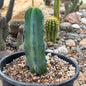 DesertScapeSucculent Cactus 1 Gallon Myrtillocactus geometrizans 'Blue Candle'