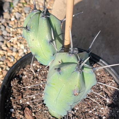 DesertScapeSucculent Cactus Myrtillocactus geometrizans 'Blue Candle'