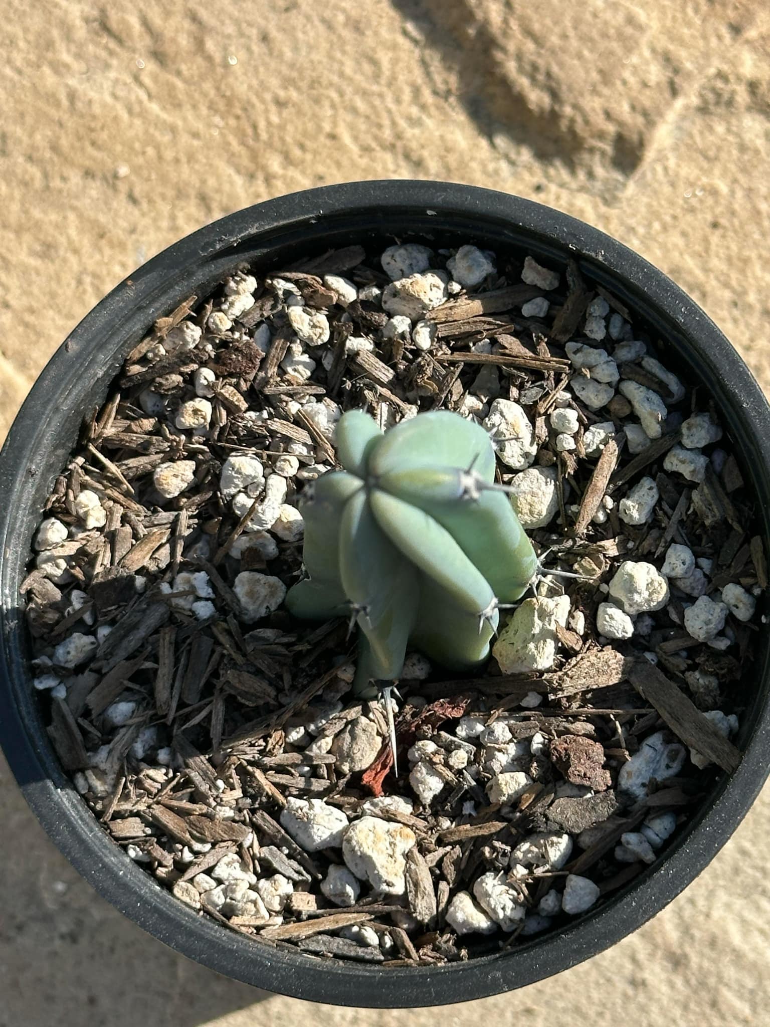 cactus geometrizans Blue Myrtle Cactus