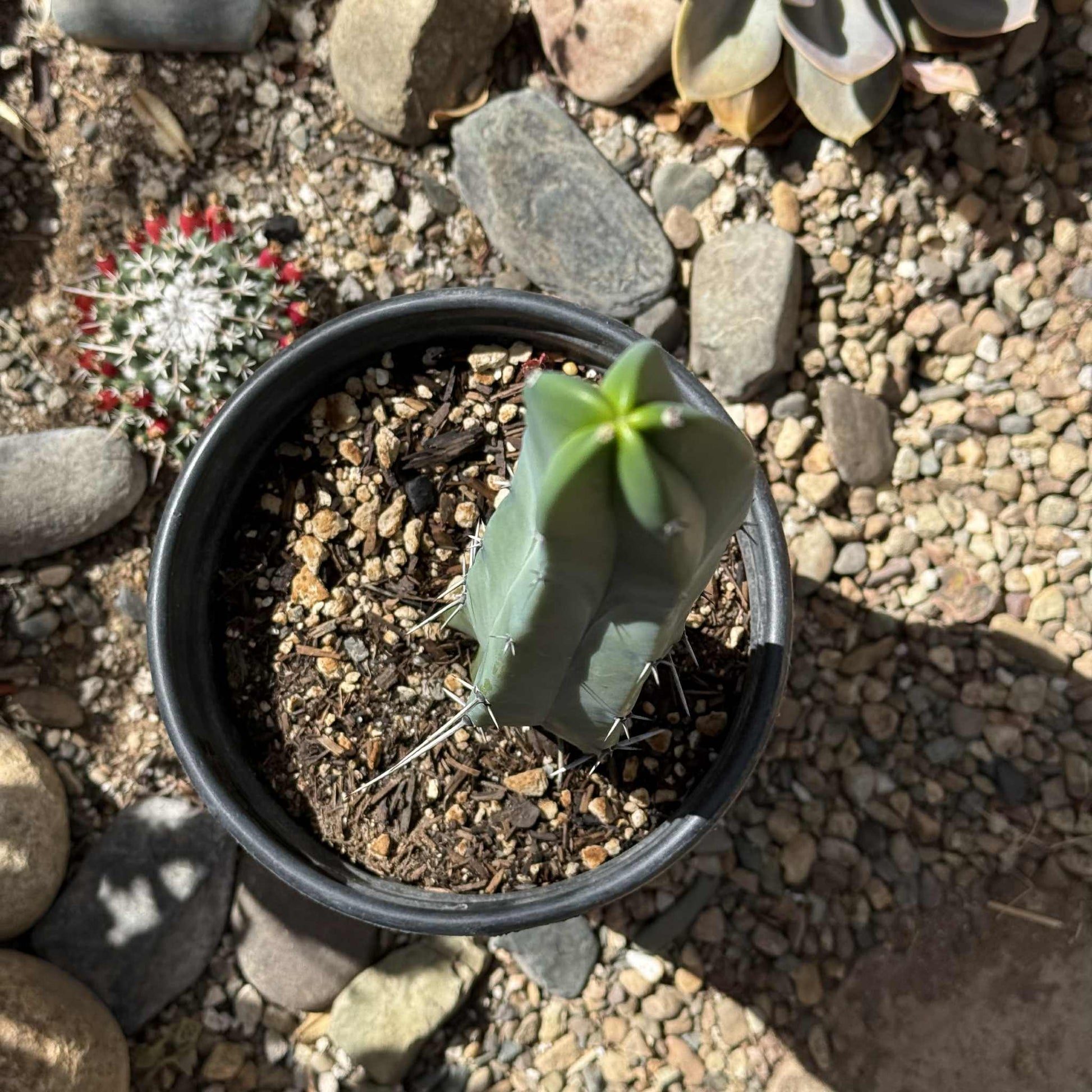 Myrtillocactus geometrizans 'Blue Candle' - 5 gal Assorted - Cactus - DesertScapeSucculent
