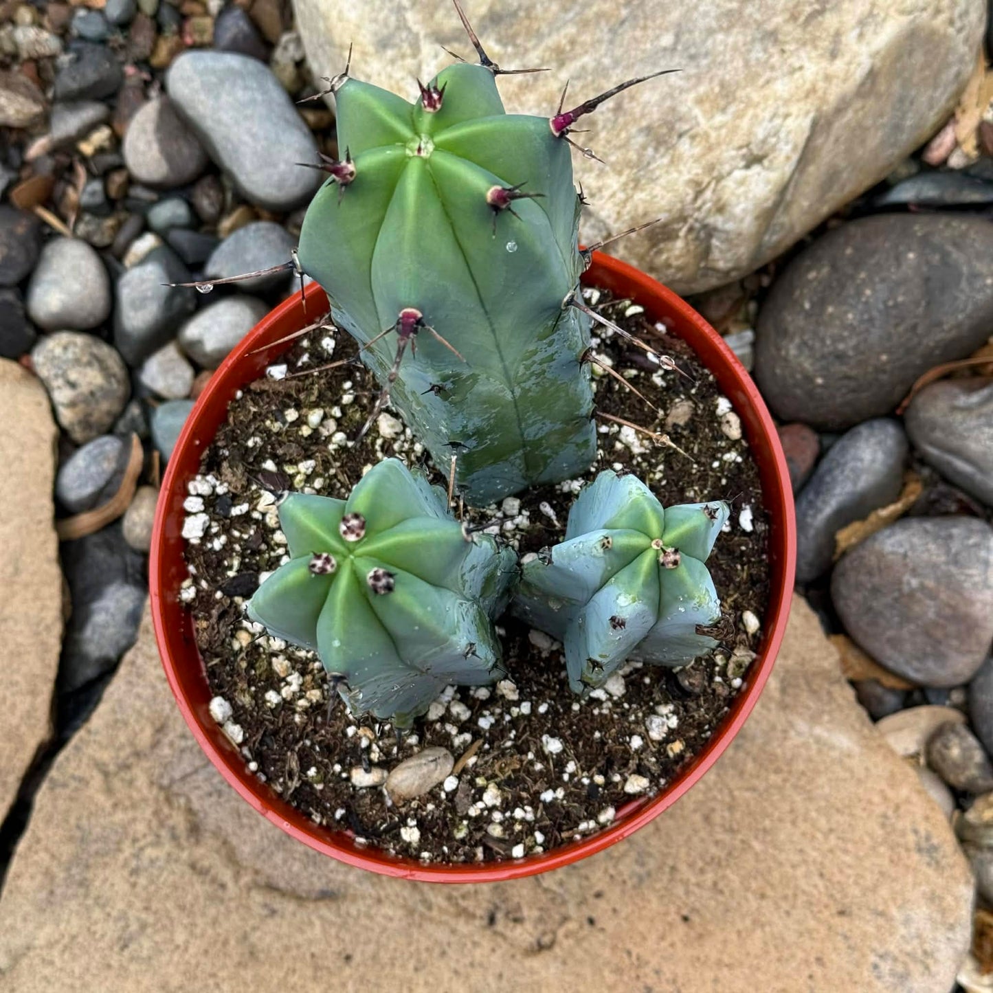 DesertScapeSucculent Cactus Myrtillocactus geometrizans 'Blue Candle'