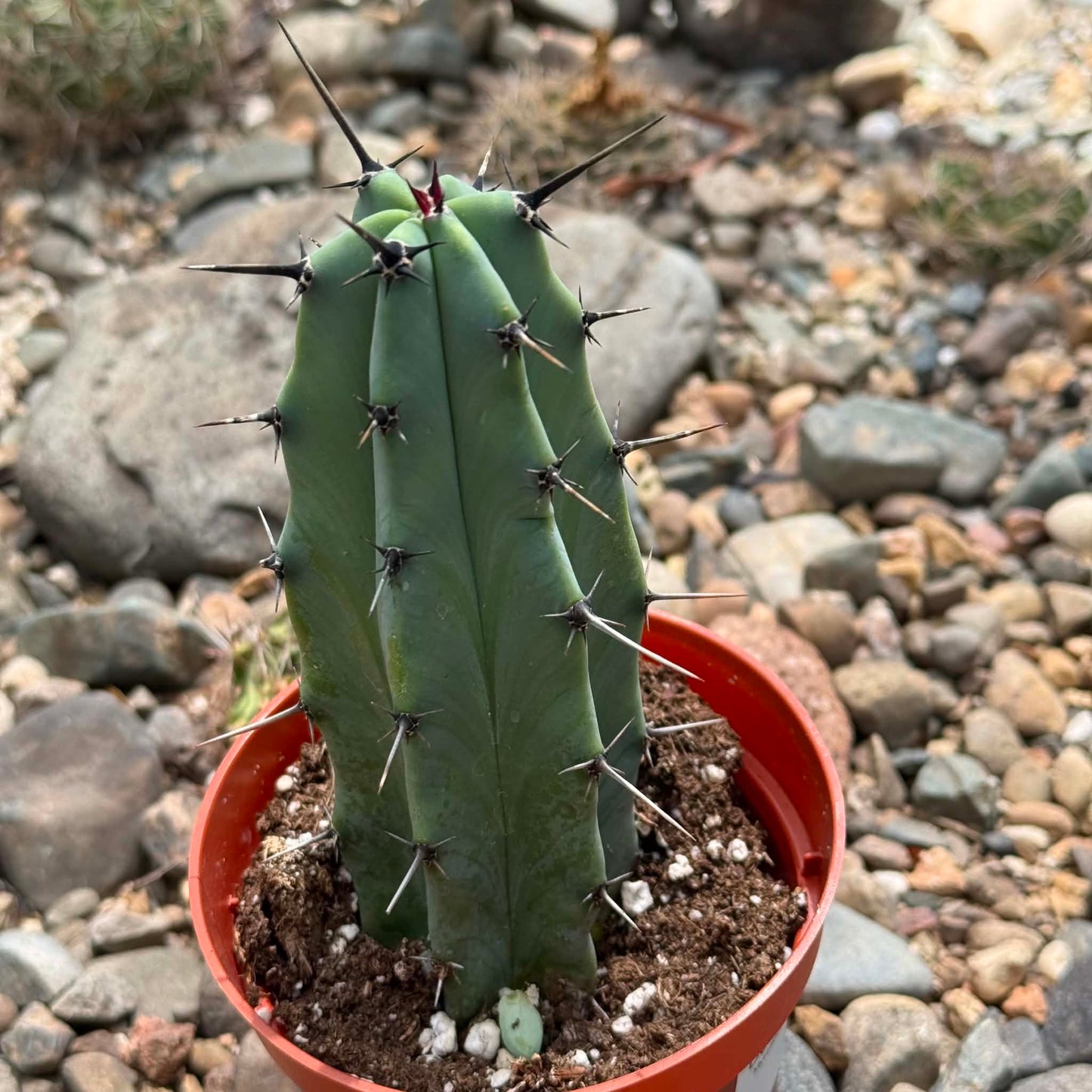 DesertScapeSucculent Cactus Myrtillocactus geometrizans 'Blue Candle'