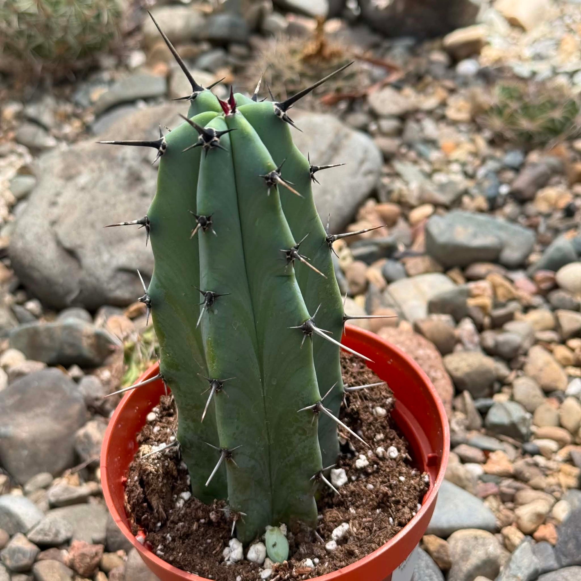 DesertScapeSucculent Cactus Myrtillocactus geometrizans 'Blue Candle'