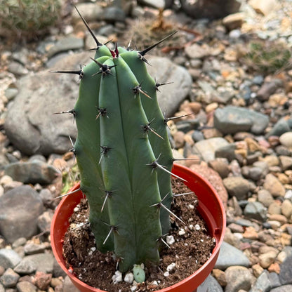 DesertScapeSucculent Cactus Myrtillocactus geometrizans 'Blue Candle'