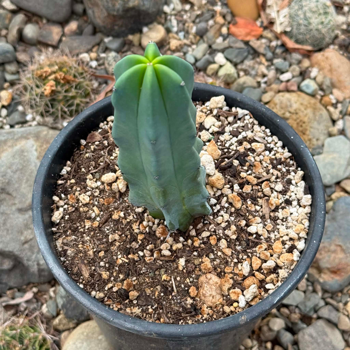 DesertScapeSucculent Cactus Myrtillocactus geometrizans 'Blue Candle'