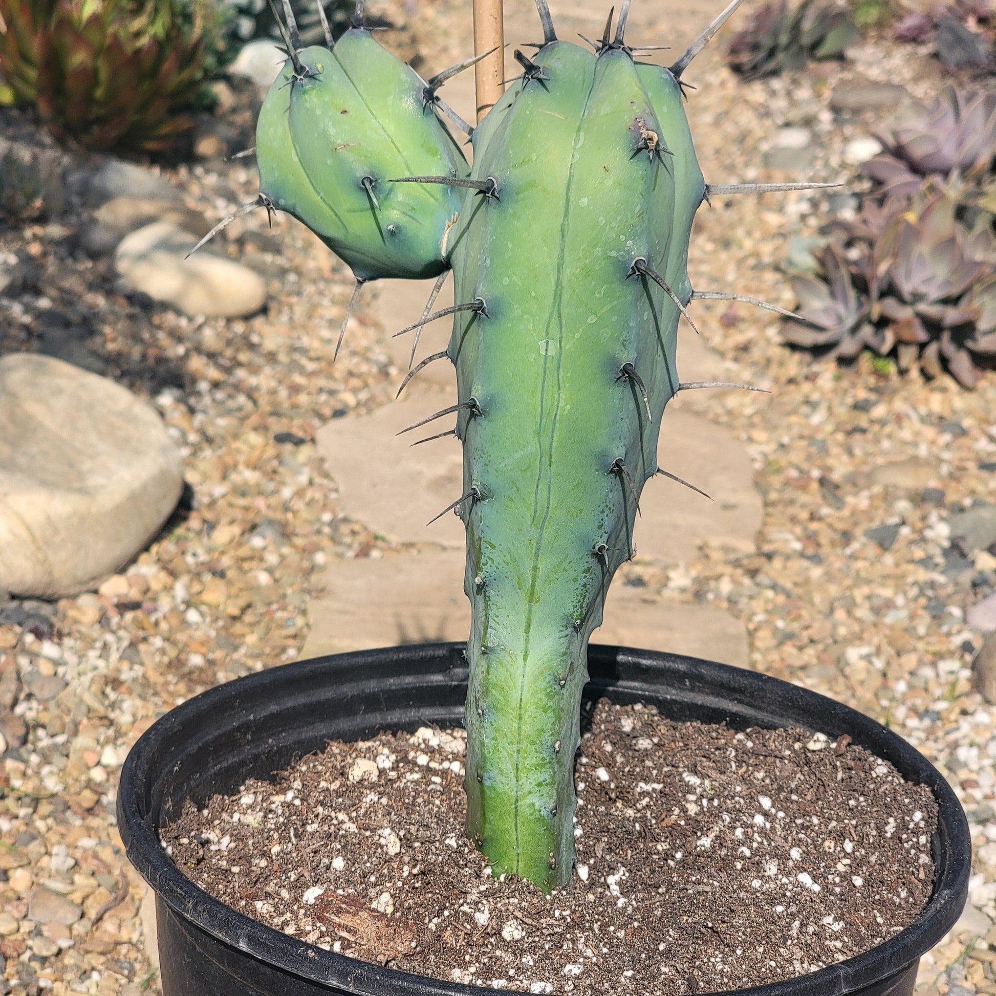 DesertScapeSucculent Cactus 2 gal Assorted Myrtillocactus geometrizans 'Blue Candle'