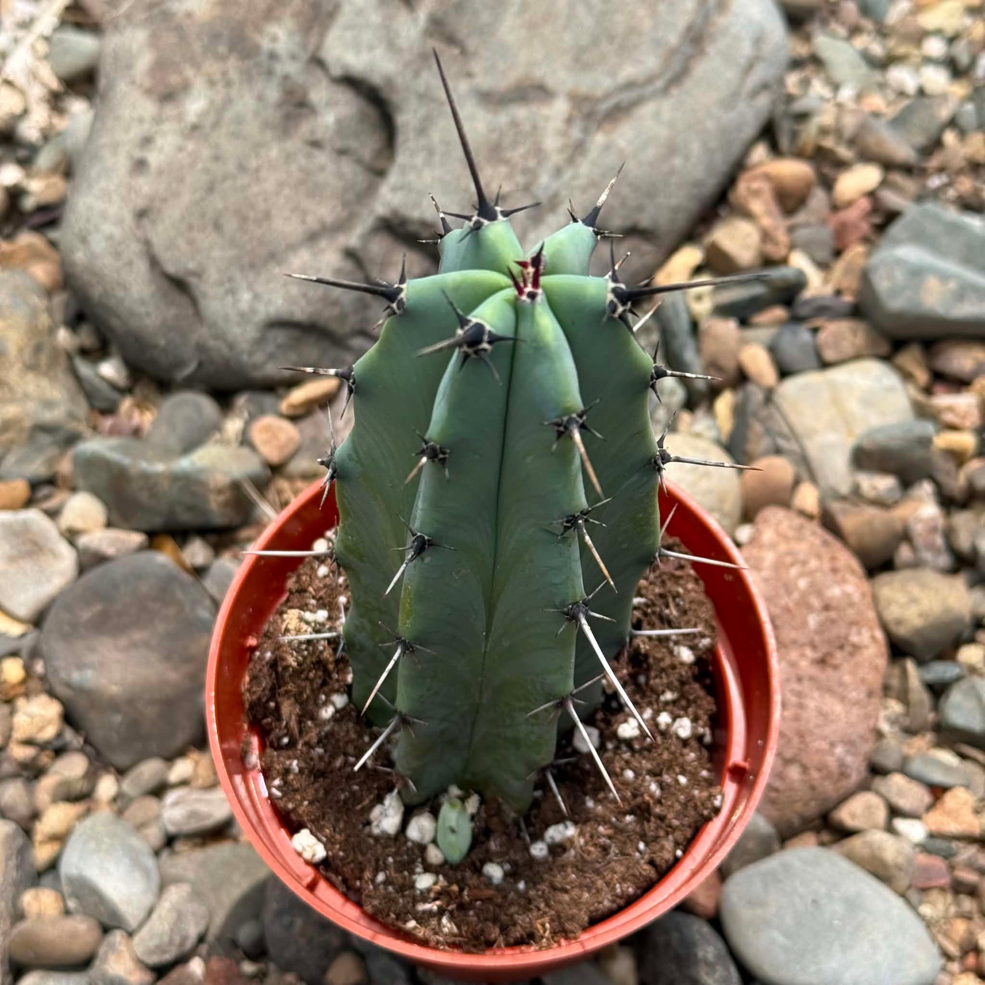 DesertScapeSucculent Cactus 4 Inch Myrtillocactus geometrizans 'Blue Candle'