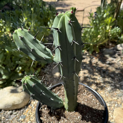 Myrtillocactus geometrizans 'Blue Candle' - 5 gal Assorted - Cactus - DesertScapeSucculent