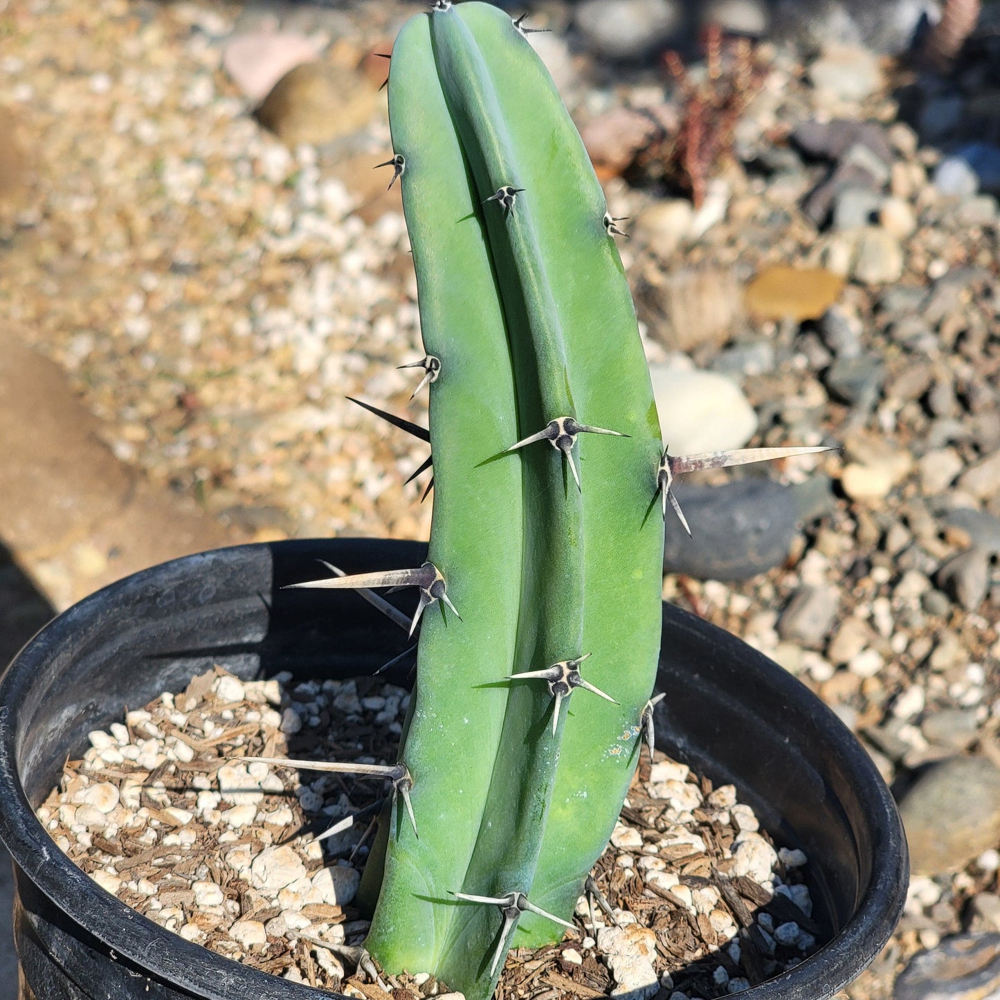 DesertScapeSucculent Cactus 6"/1 gal Assorted Myrtillocactus geometrizans 'Blue Candle'