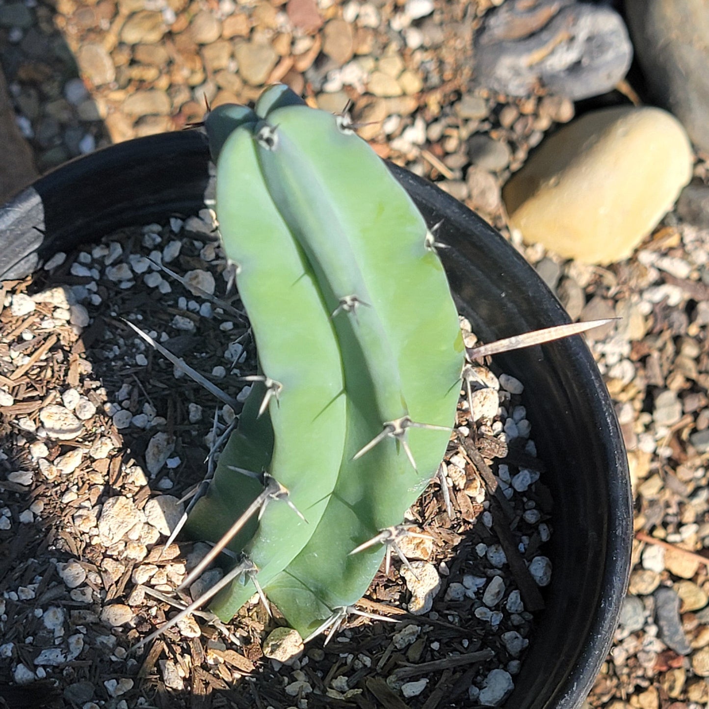 DesertScapeSucculent Cactus Myrtillocactus geometrizans 'Blue Candle'