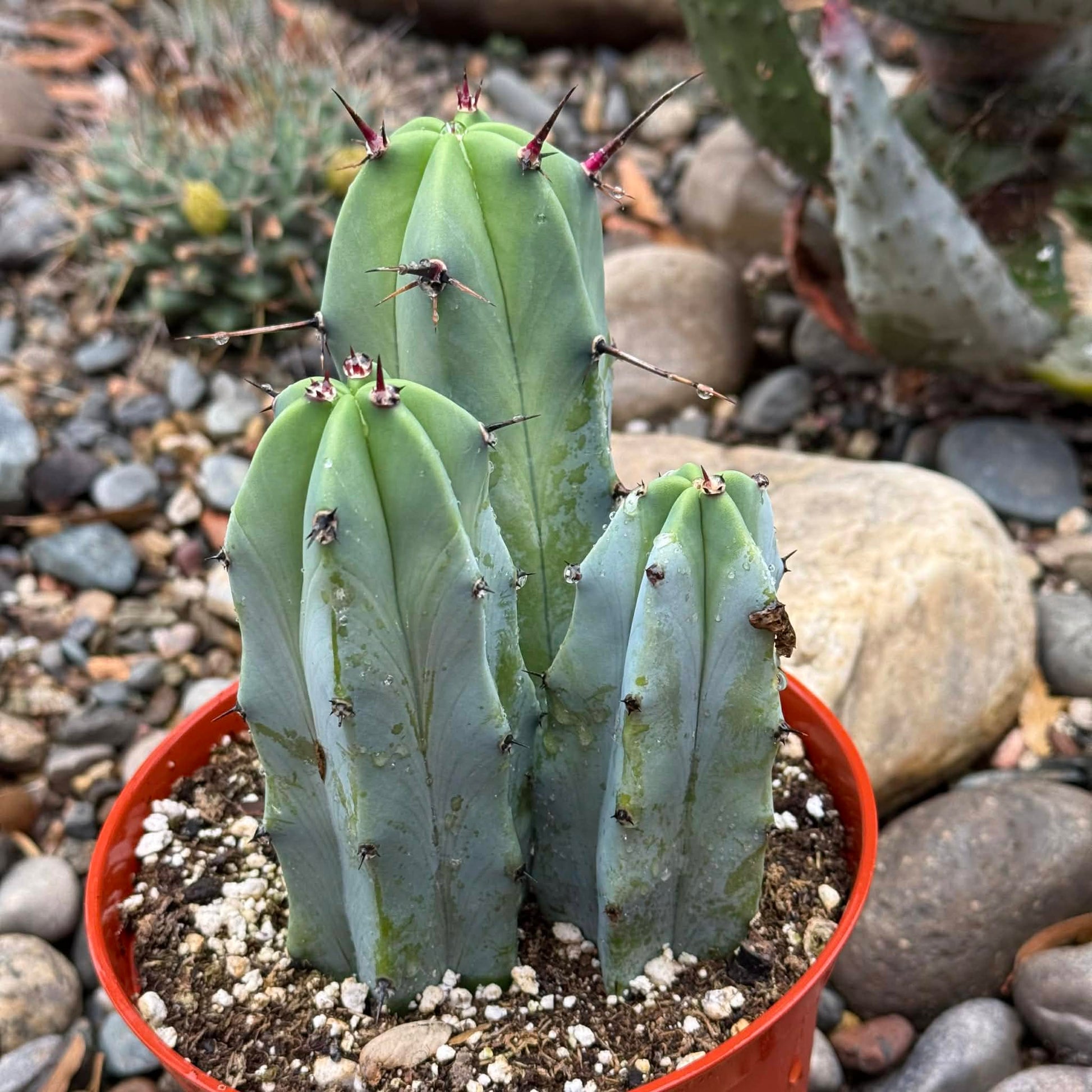 DesertScapeSucculent Cactus 6 Inch Assorted Myrtillocactus geometrizans 'Blue Candle'