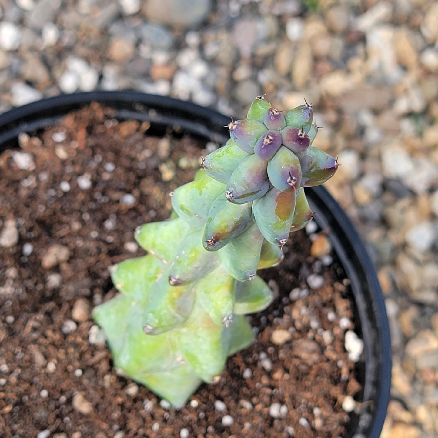 DesertScapeSucculent Cactus Myrtillocactus geometrizans  'Boobie Cactus'