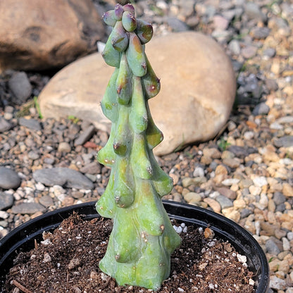 DesertScapeSucculent Cactus 6"-8" Tall Myrtillocactus geometrizans  'Boobie Cactus'