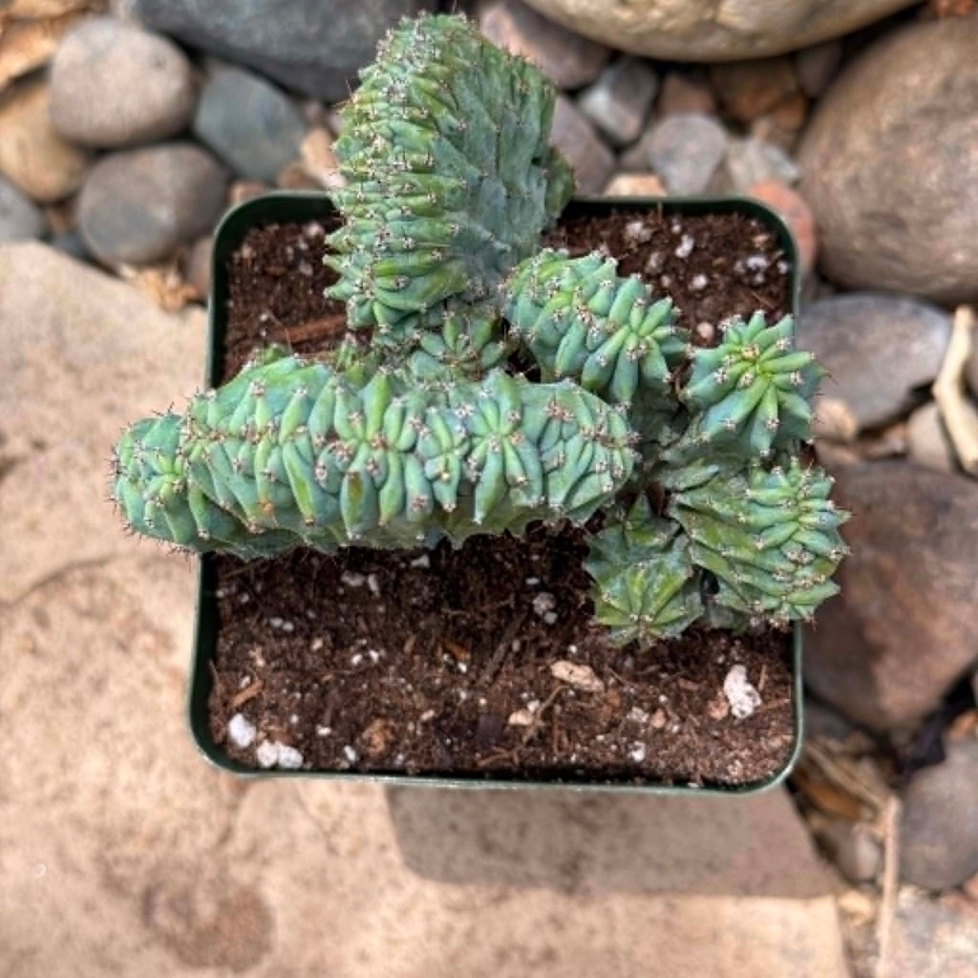 DesertScapeSucculent Cactus 4 Inch Myrtillocactus geometrizans 'Indigo Wave'