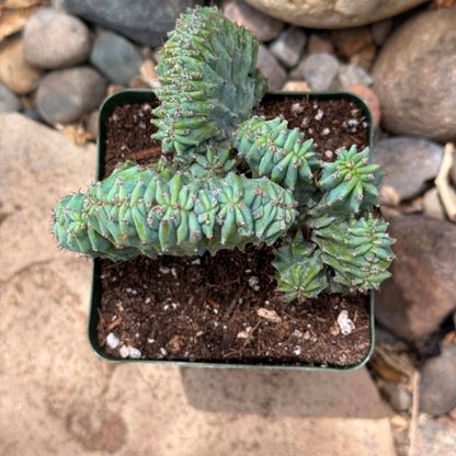DesertScapeSucculent Cactus 4 Inch Myrtillocactus geometrizans 'Indigo Wave'
