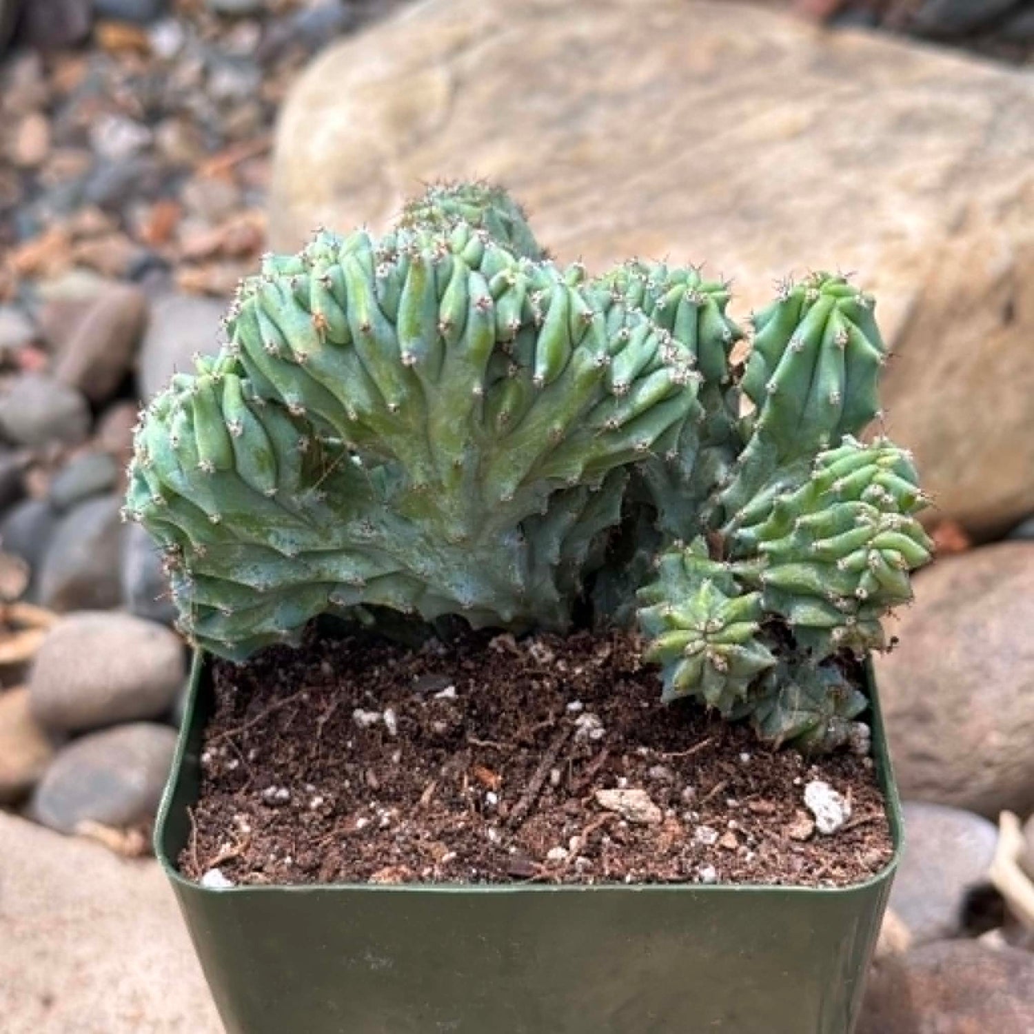DesertScapeSucculent Cactus 4 Inch Myrtillocactus geometrizans 'Indigo Wave'
