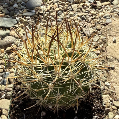Neochilenia coimasensis - 4 Inch - Cactus - DesertScapeSucculent