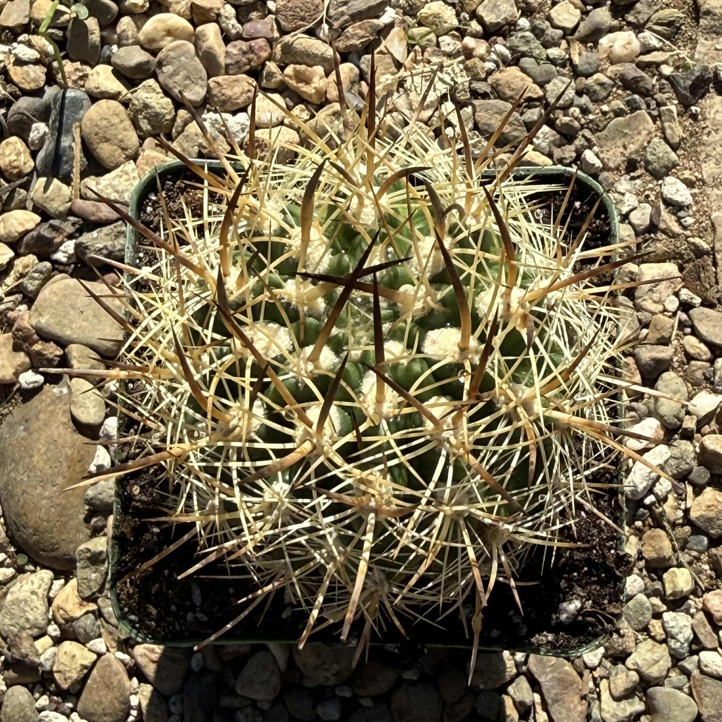 Neochilenia coimasensis - 4 Inch - Cactus - DesertScapeSucculent