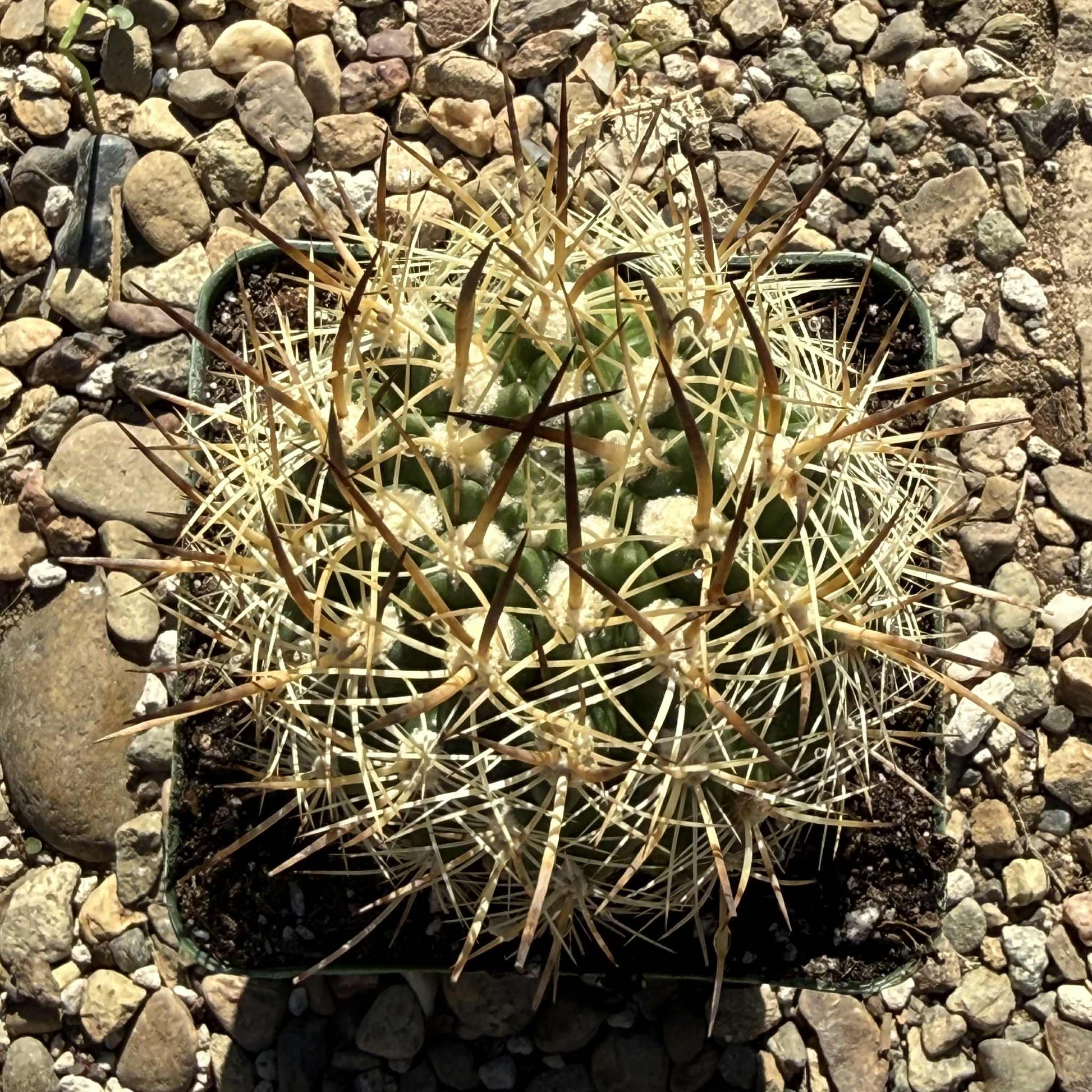 Neochilenia coimasensis - 4 Inch - Cactus - DesertScapeSucculent