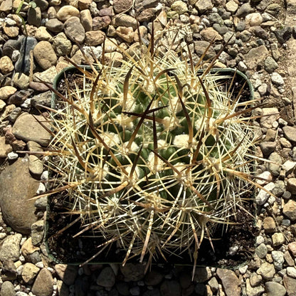 Neochilenia coimasensis - 4 Inch - Cactus - DesertScapeSucculent