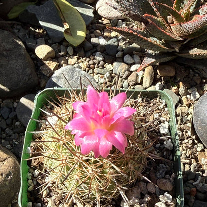 DesertScapeSucculent Cactus 4 Inch Neochilenia coimasensis
