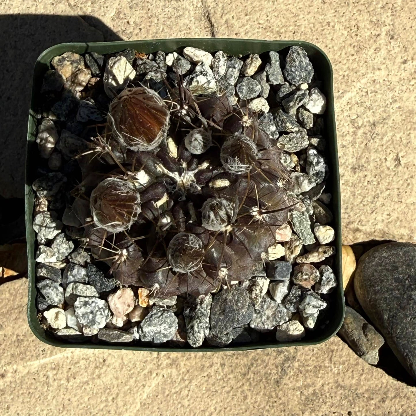 DesertScapeSucculent Cactus 4 Inch Neochilenia setosiflora