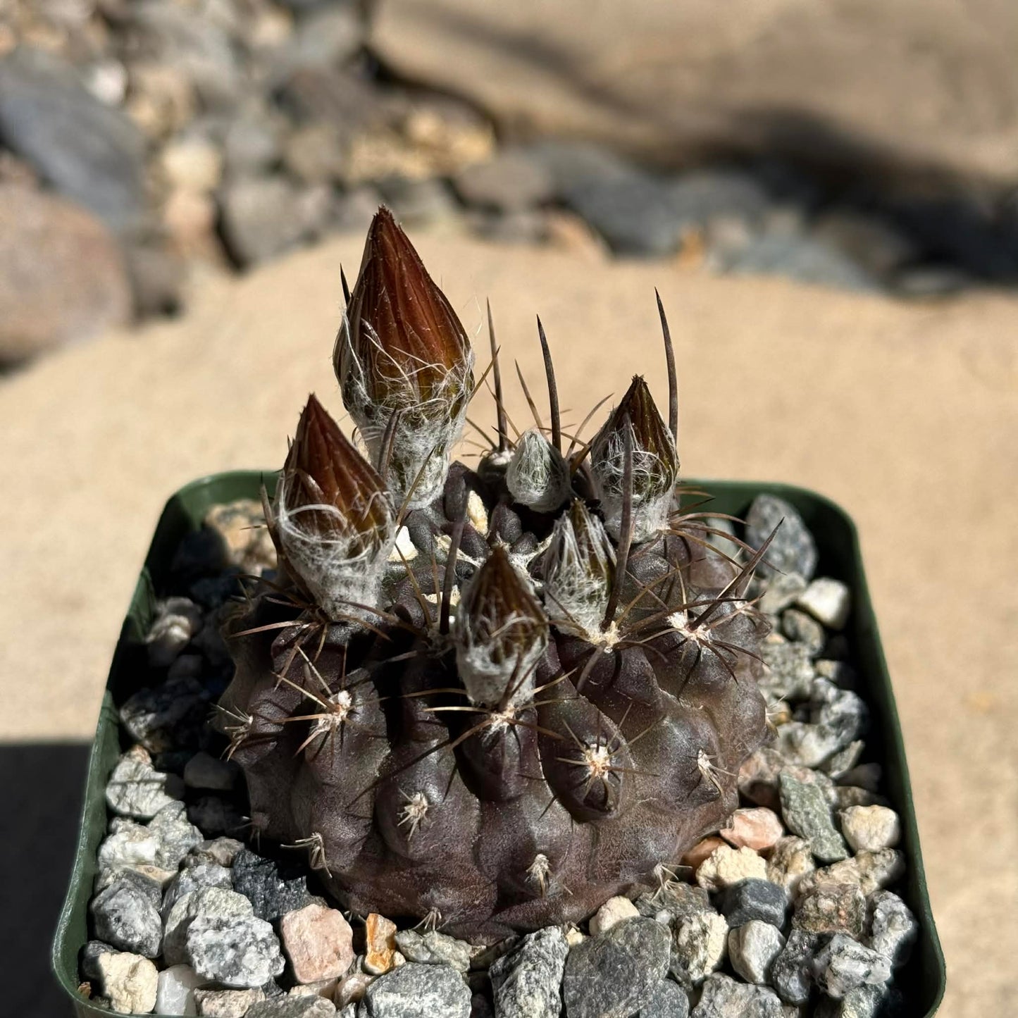 DesertScapeSucculent Cactus 4 Inch Neochilenia setosiflora