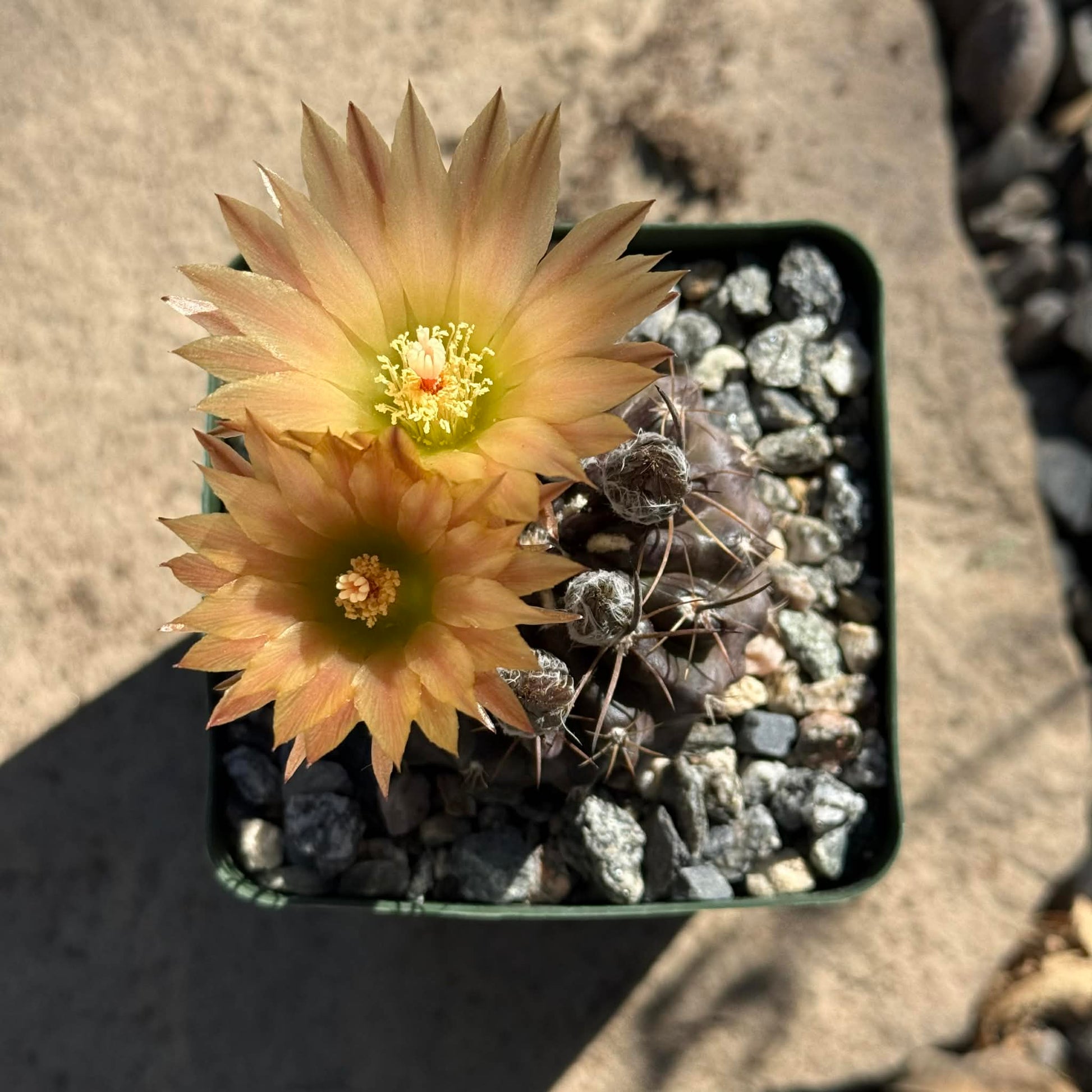 DesertScapeSucculent Cactus 4 Inch Neochilenia setosiflora