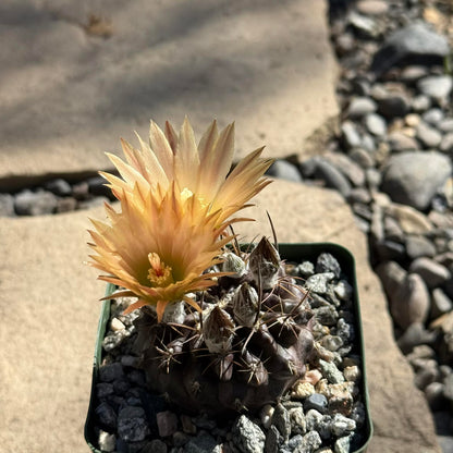 DesertScapeSucculent Cactus 4 Inch Neochilenia setosiflora
