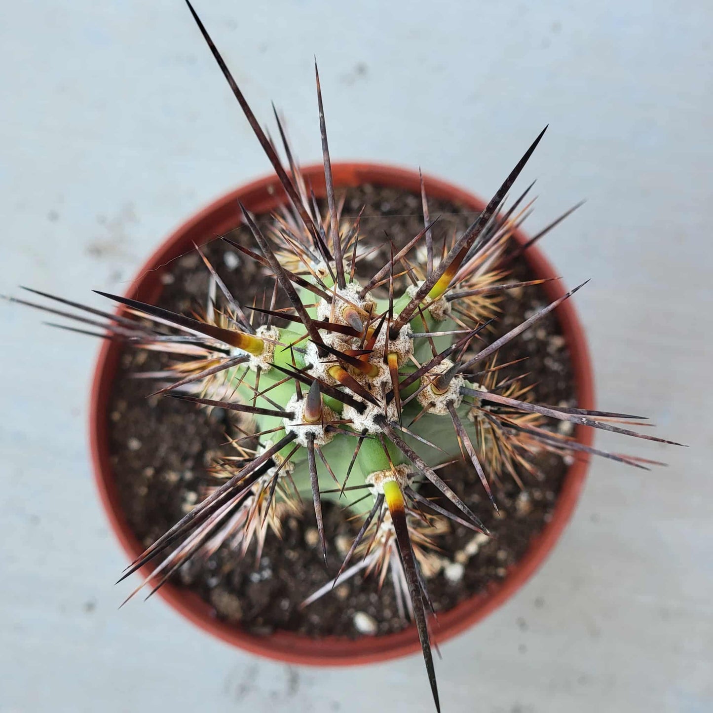 DesertScapeSucculent Cactus 6 Inch Neoraimondia herzogiana
