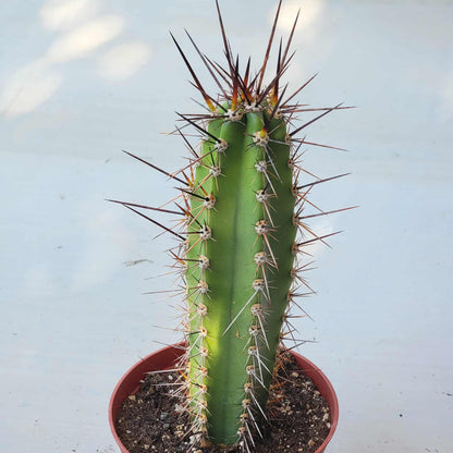 DesertScapeSucculent Cactus 6 Inch Neoraimondia herzogiana