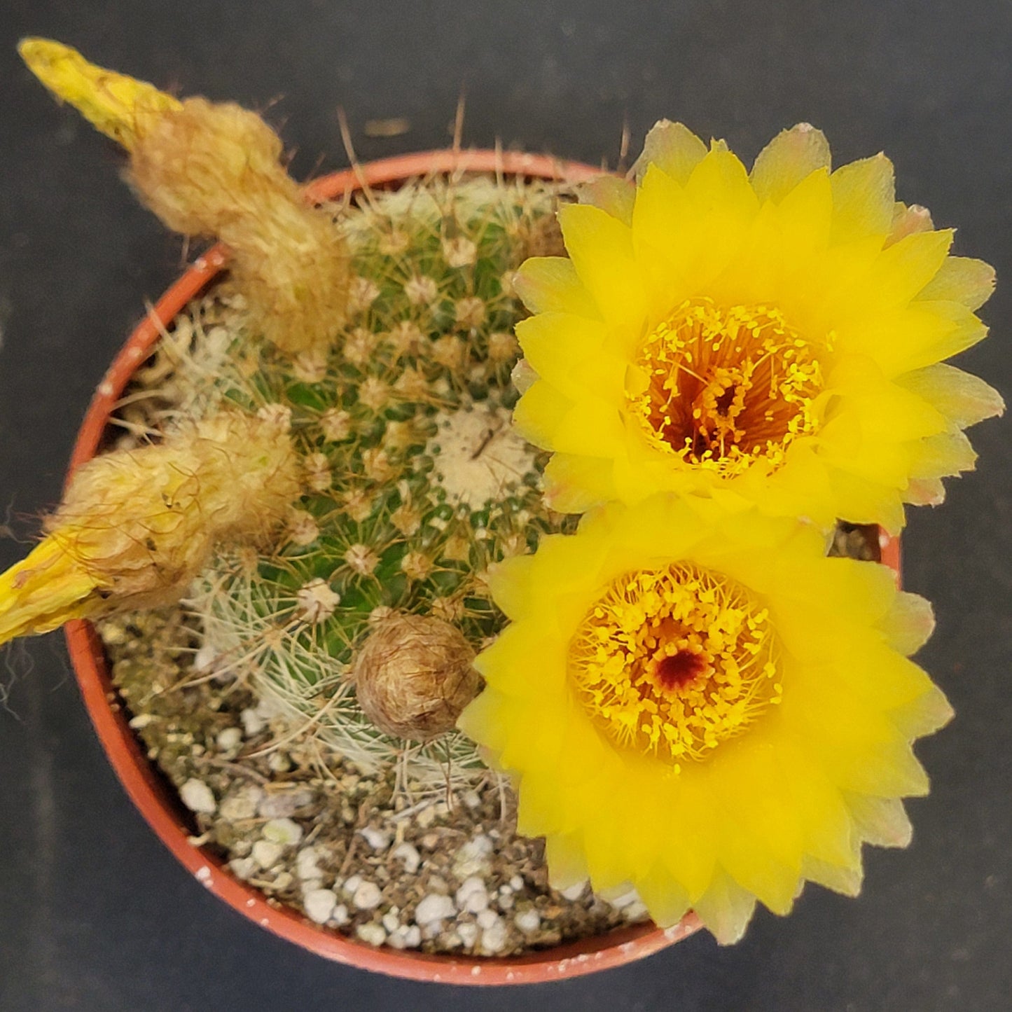 Notocactus apricus - 4 Inch Assorted - Cactus - DesertScapeSucculent