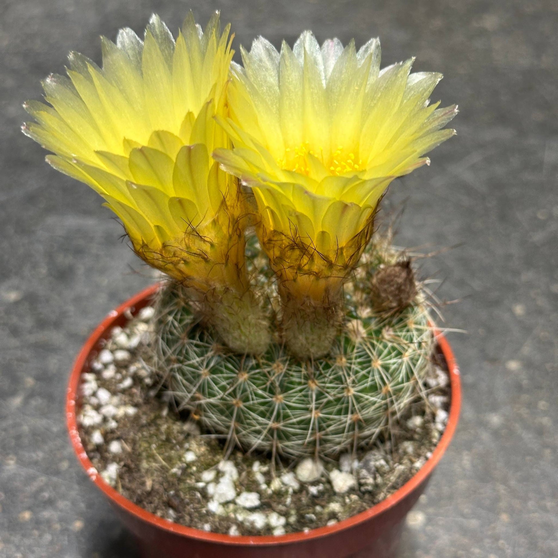 Notocactus apricus - 4 Inch Assorted - Cactus - DesertScapeSucculent