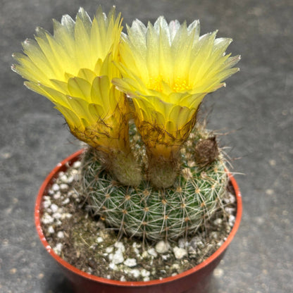 Notocactus apricus - 4 Inch Assorted - Cactus - DesertScapeSucculent