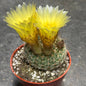 Notocactus apricus - 4 Inch Assorted - Cactus - DesertScapeSucculent