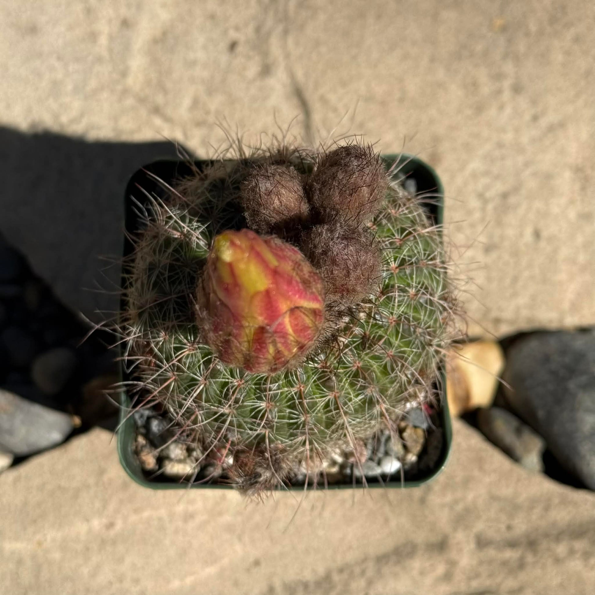 DesertScapeSucculent Cactus 4 Inch Notocactus concinnus