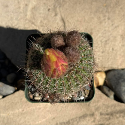 DesertScapeSucculent Cactus 4 Inch Notocactus concinnus
