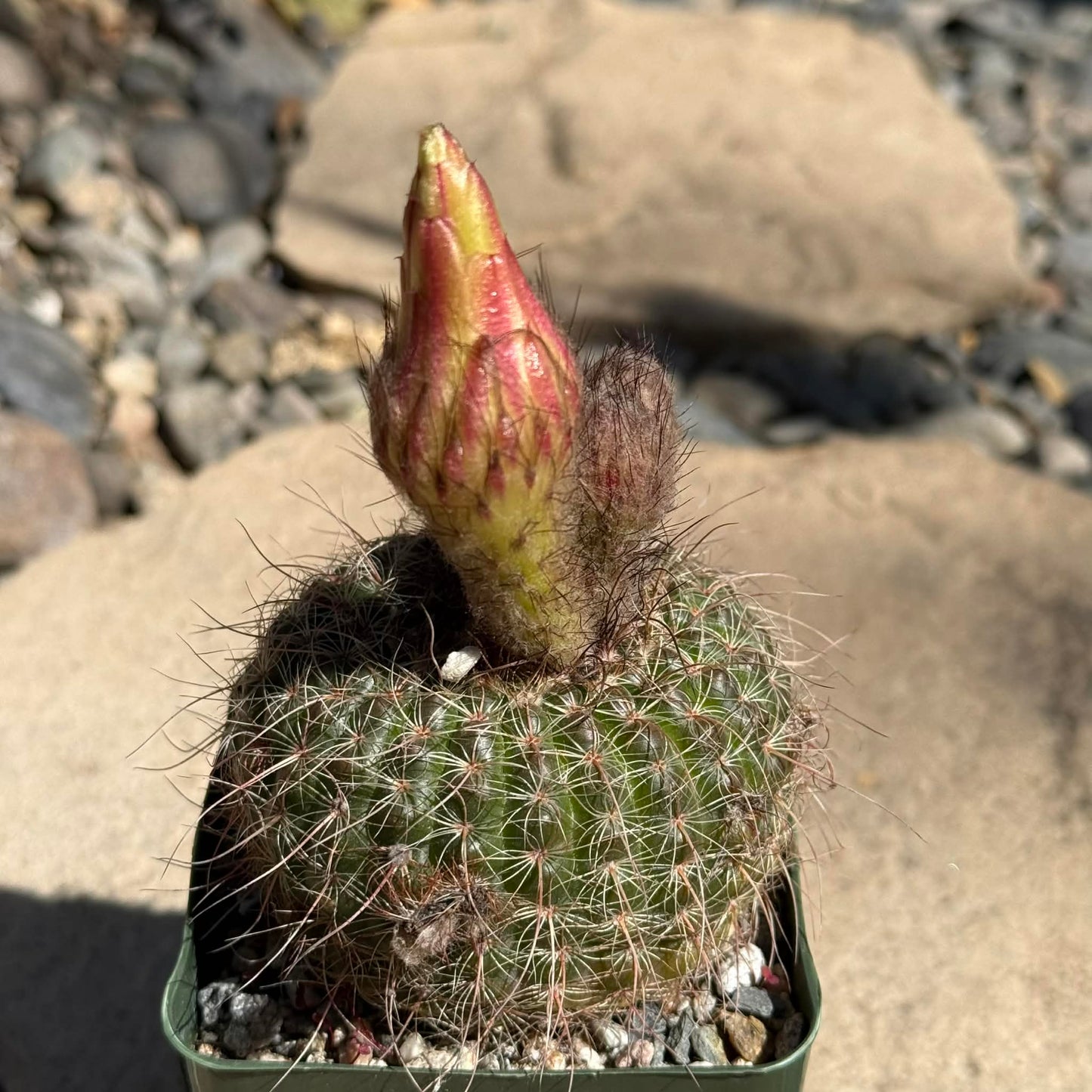 DesertScapeSucculent Cactus 4 Inch Notocactus concinnus