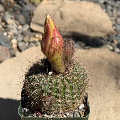 DesertScapeSucculent Cactus 4 Inch Notocactus concinnus