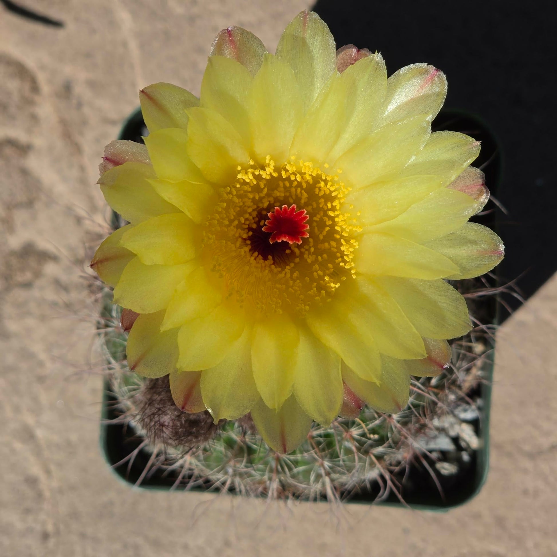 DesertScapeSucculent Cactus 4 Inch Notocactus concinnus