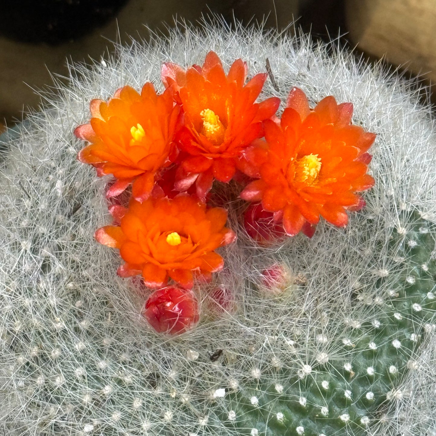 DesertScapeSucculent Cactus Notocactus haselbergii