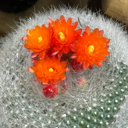 DesertScapeSucculent Cactus Notocactus haselbergii
