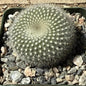 Notocactus haselbergii - 4 Inch Assorted - Cactus - DesertScapeSucculent