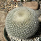 Notocactus haselbergii - 6 Inch Assorted - Cactus - DesertScapeSucculent